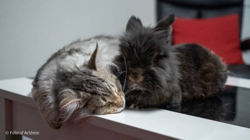 Gshanga et Pantoufle