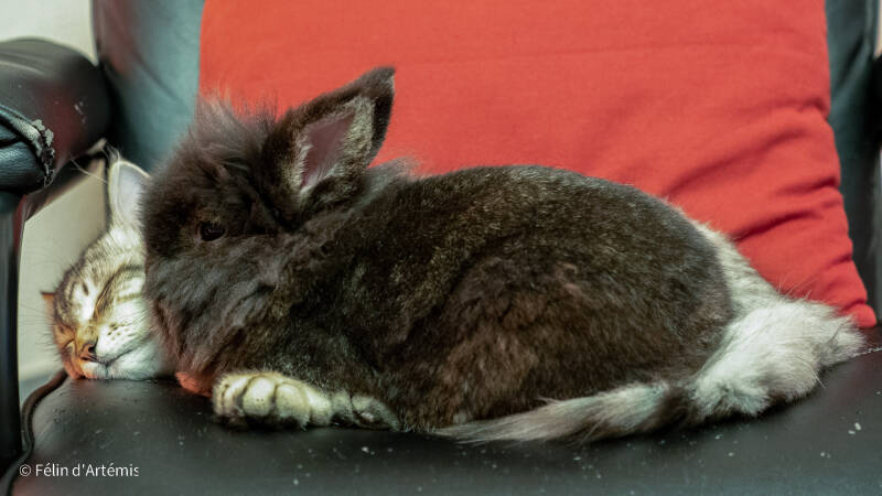 Gshanga et Pantoufle