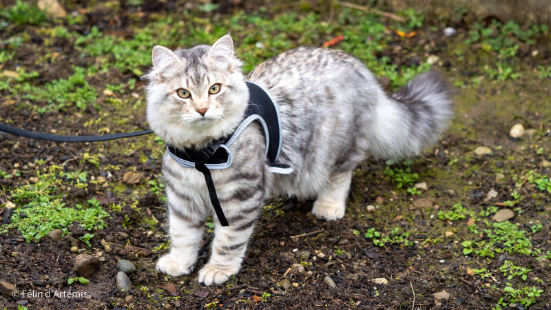 Gshanga - 13 décembre 2020