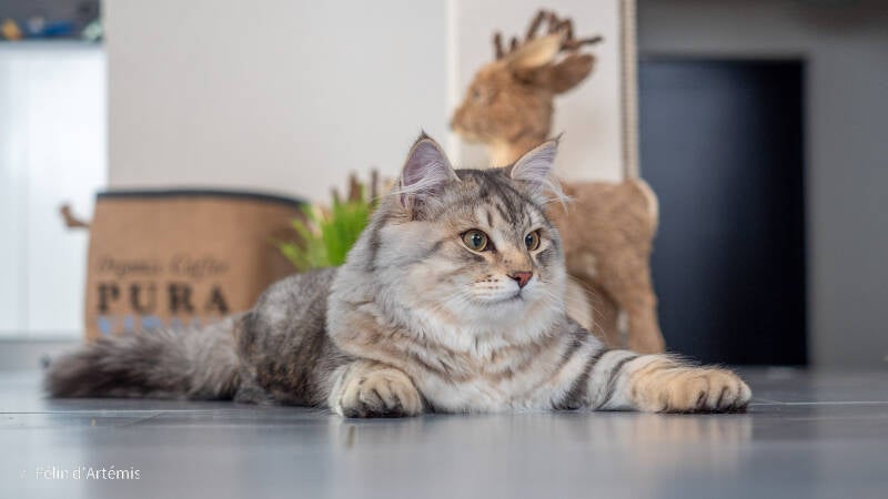 Gshanga - 27 décembre 2020