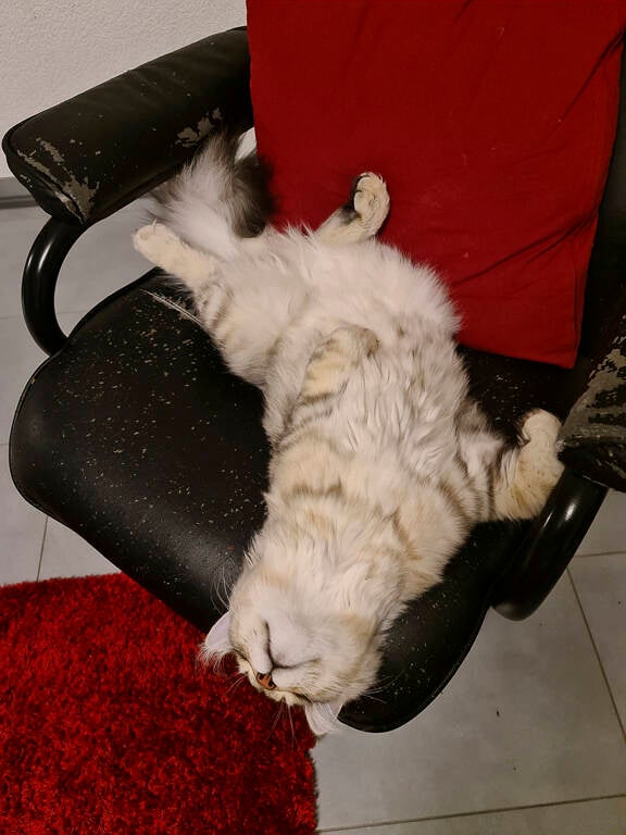 Gshanga - Février 2021