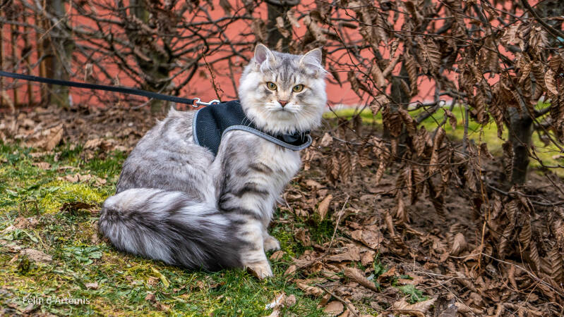 Gshanga - 13 février 2021