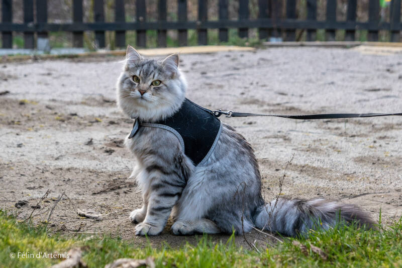 Gshanga - 24 février 2021