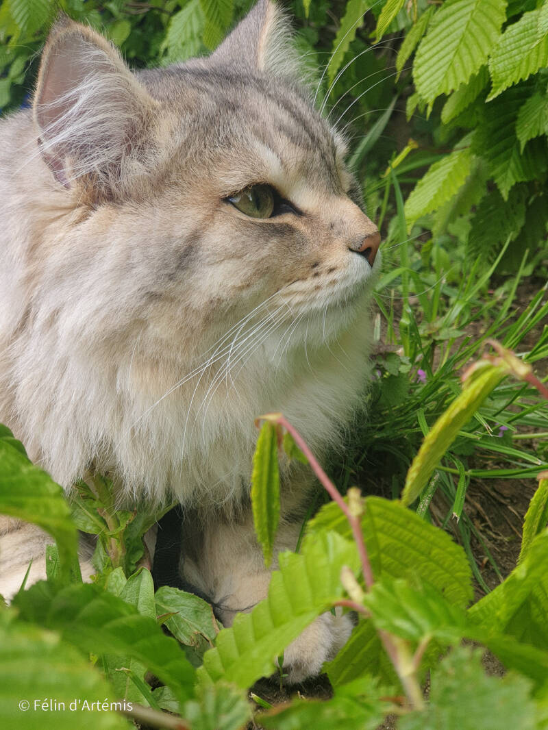 Gshanga - 15 mai 2021