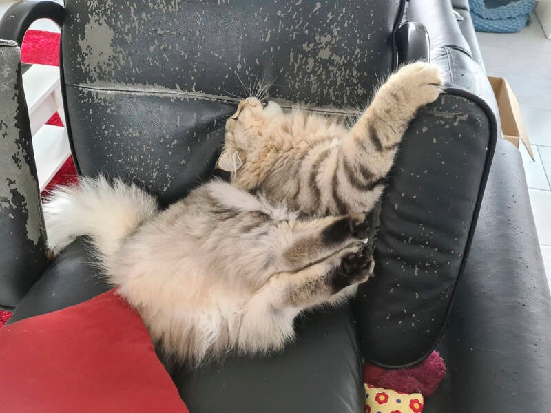 Gshanga - Juillet 2021