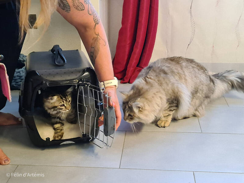 Gshanga et l'arrivée d'Heaven