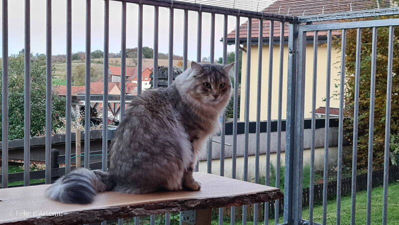 Gshanga - 25 octobre 2021