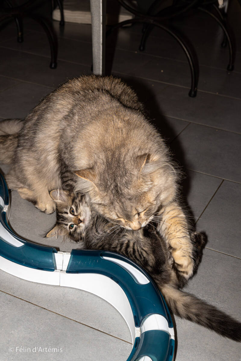 Gshanga et les chatons