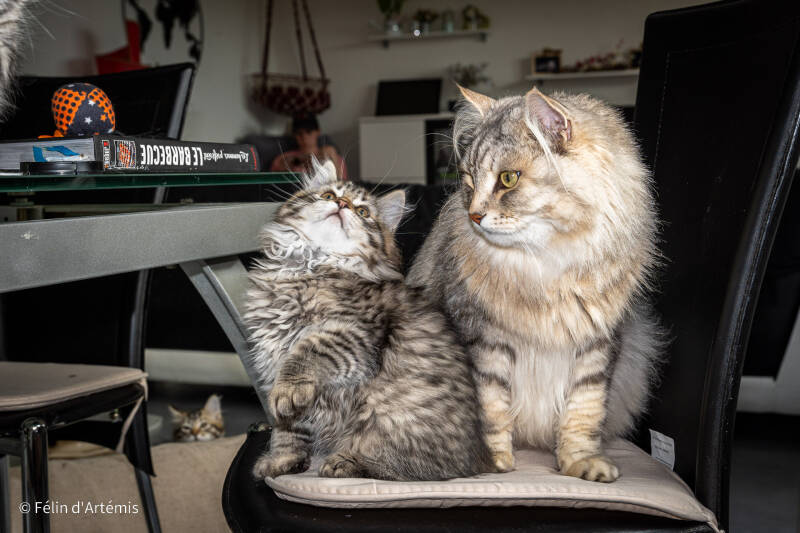 Gshanga et les chatons