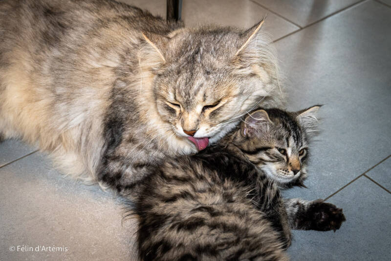 Gshanga et les chatons