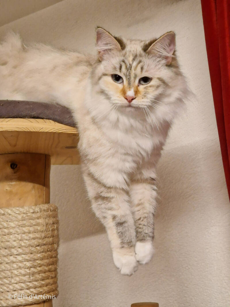 T'Alice - Novembre 2023