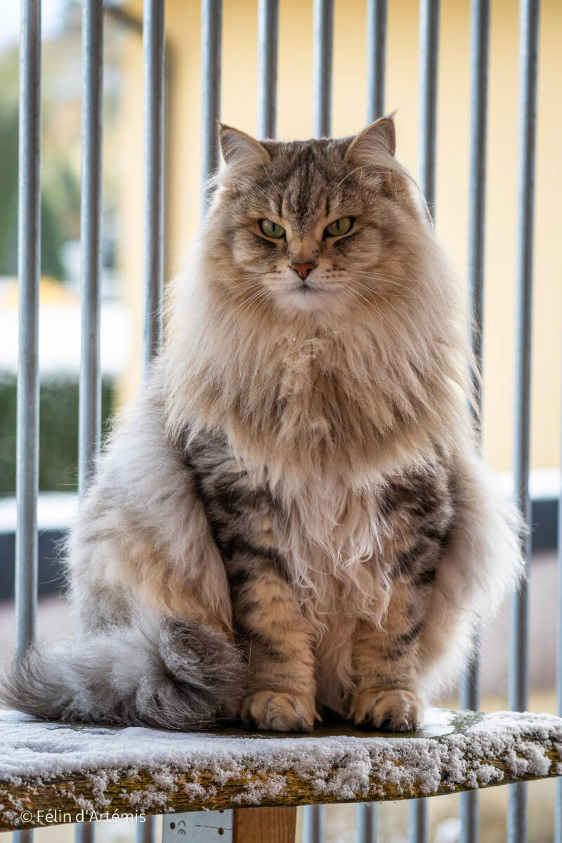 Gshanga - 25 novembre 2023