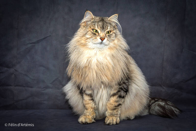 Gshanga - 1er janvier 2024