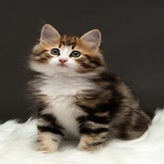 Aslan - 2 mois