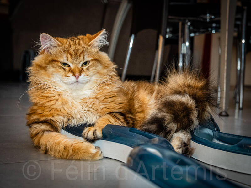 Ucigan - 13 mai 2024