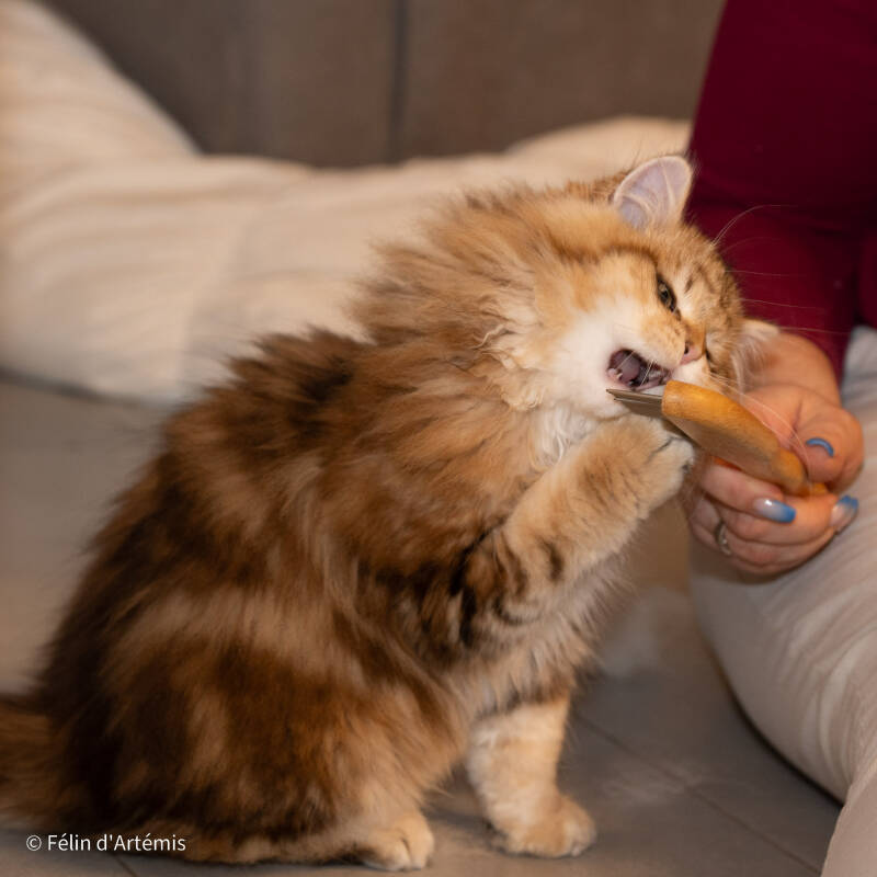 Ucigan - 18 février 2024