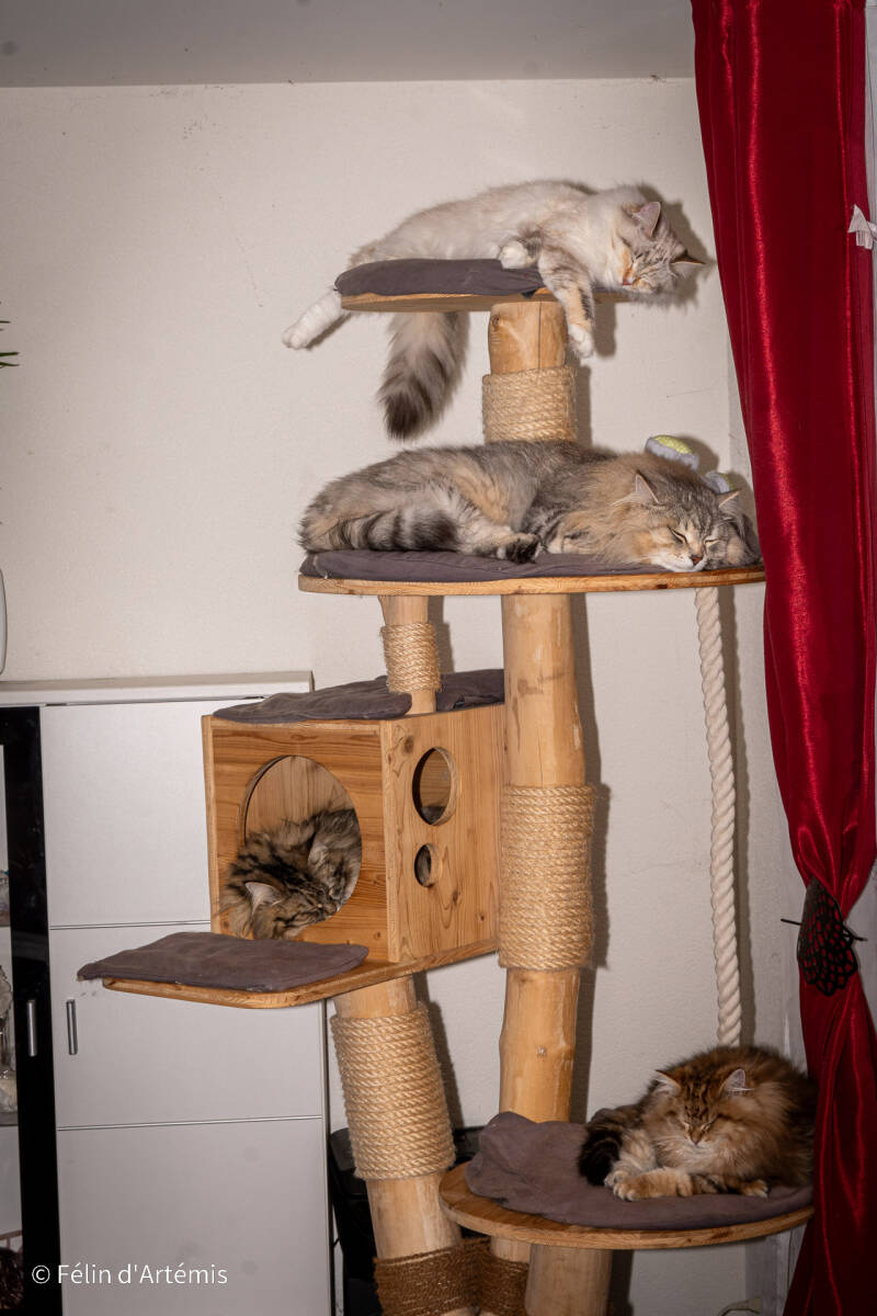 Gshanga, Heaven, T'Alice et Ucigan