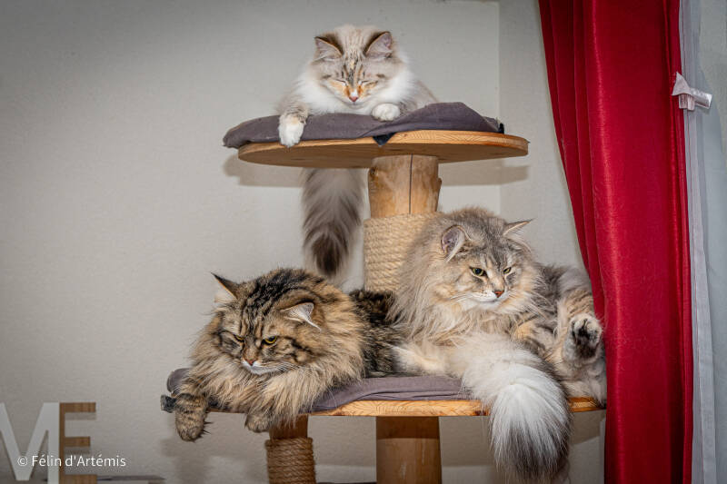 Gshanga, Heaven et T'Alice