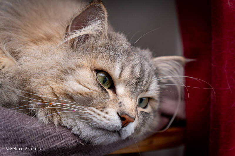 Gshanga - 17 mars 2024