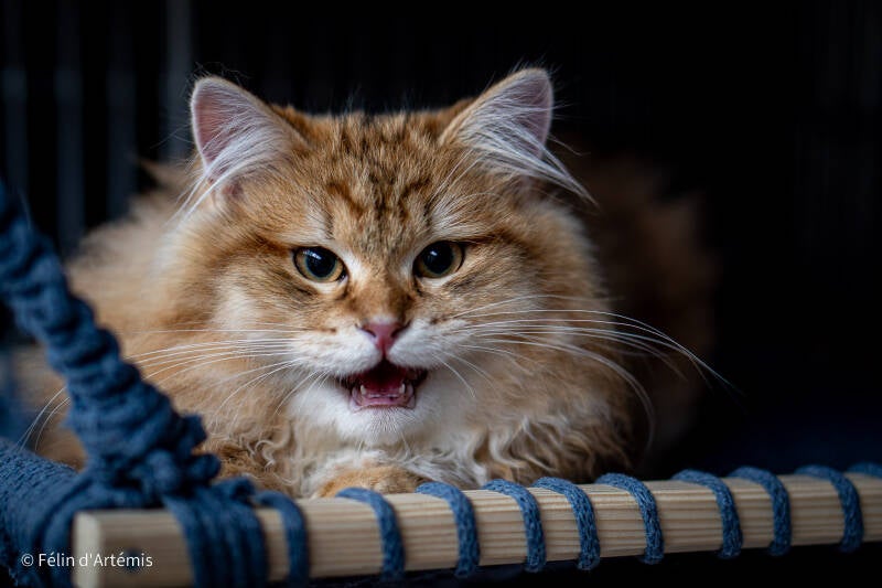 Ucigan - 23 mars 2024