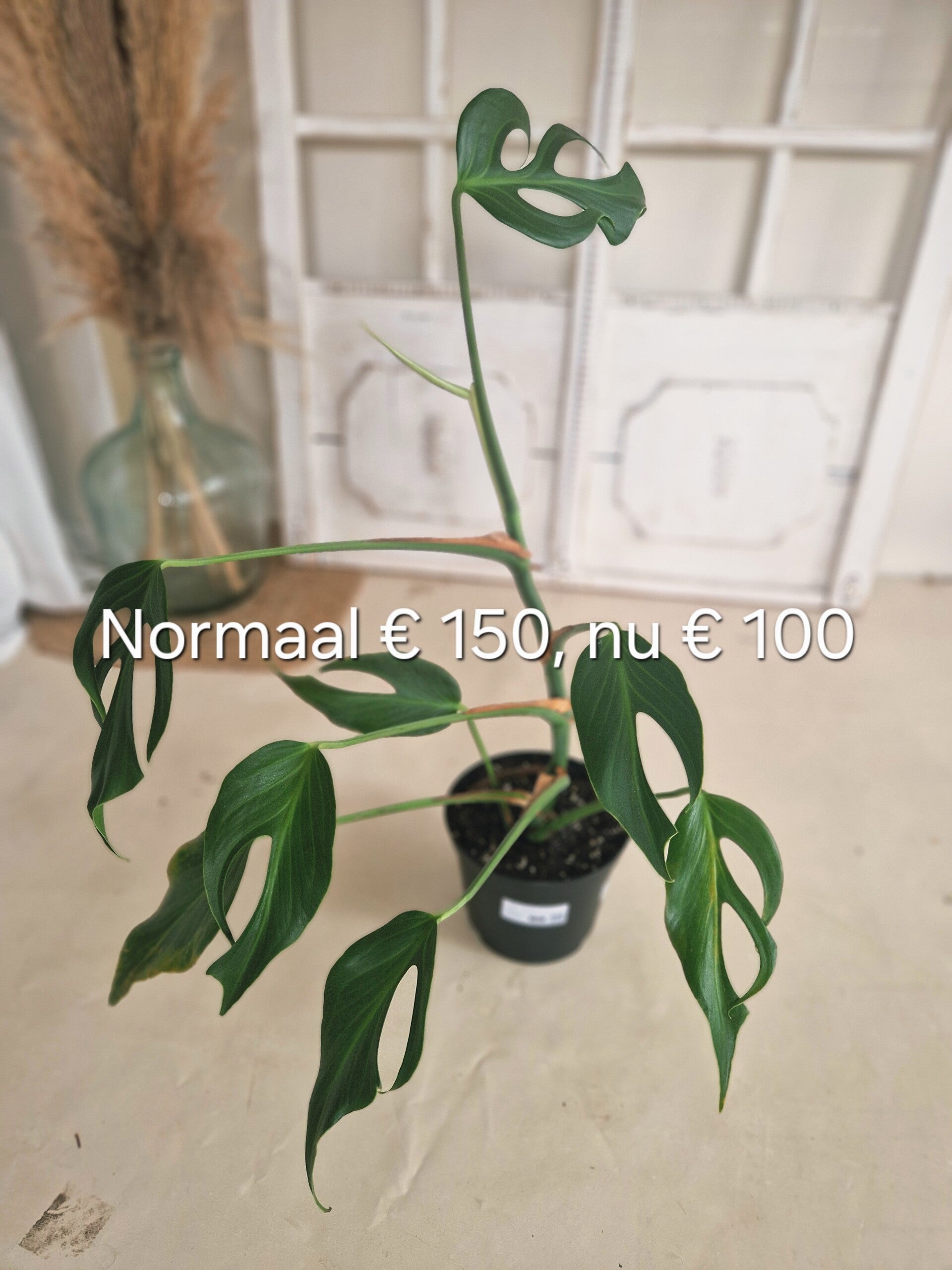 Monstera Burle Flame