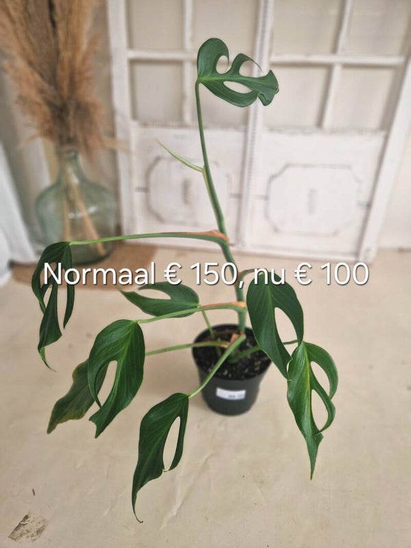Monstera Burle Flame
