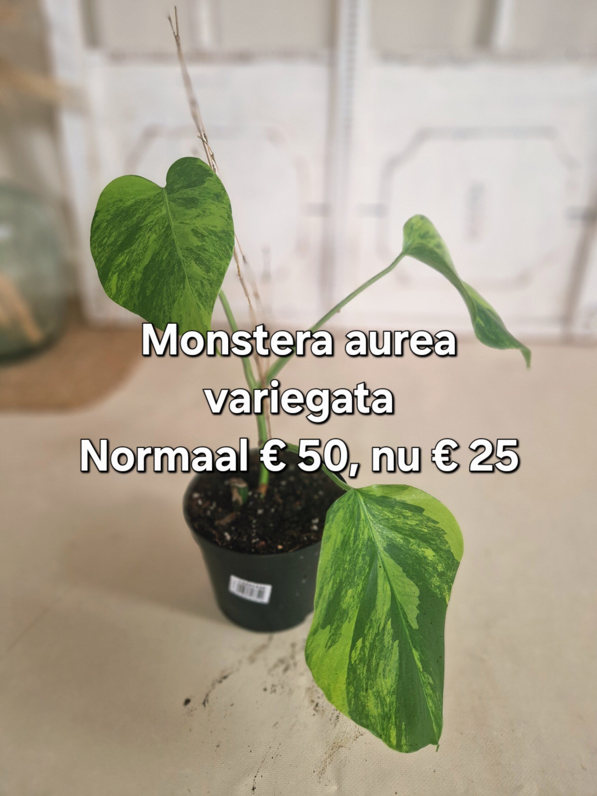 Monstera Aurea Variegata