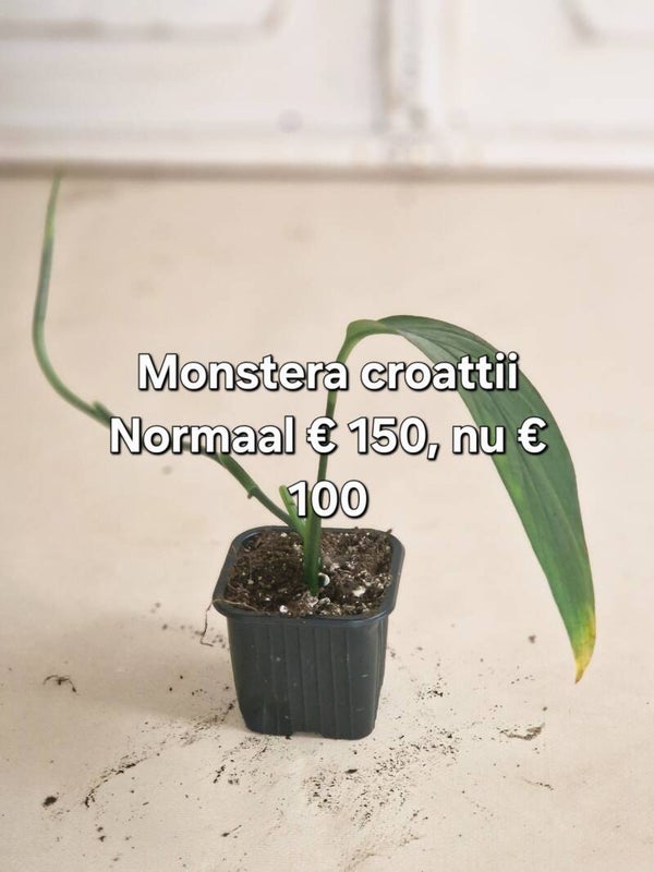 Monstera Croatii