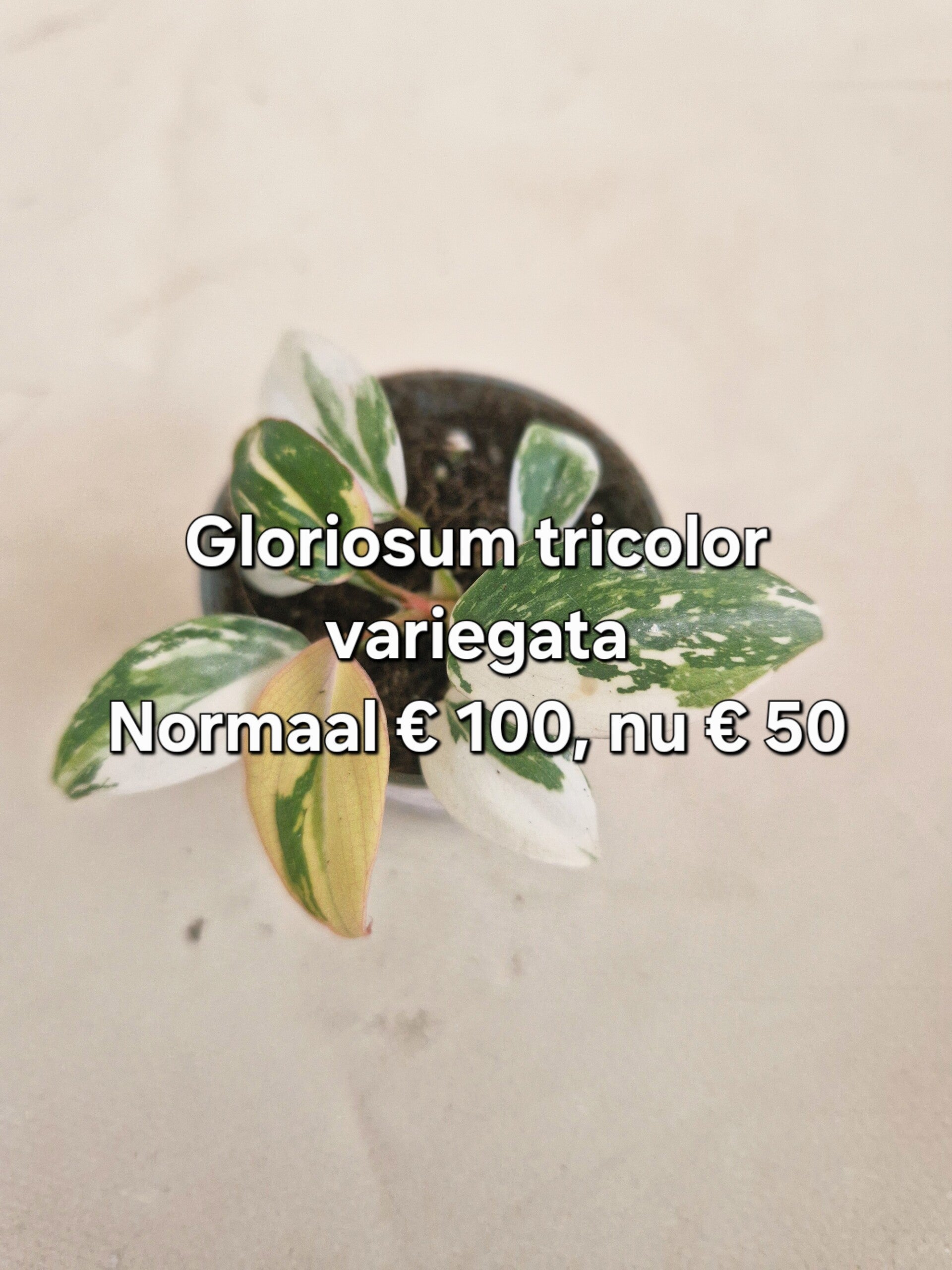 Philodendron Gloriosum Tricolor Var