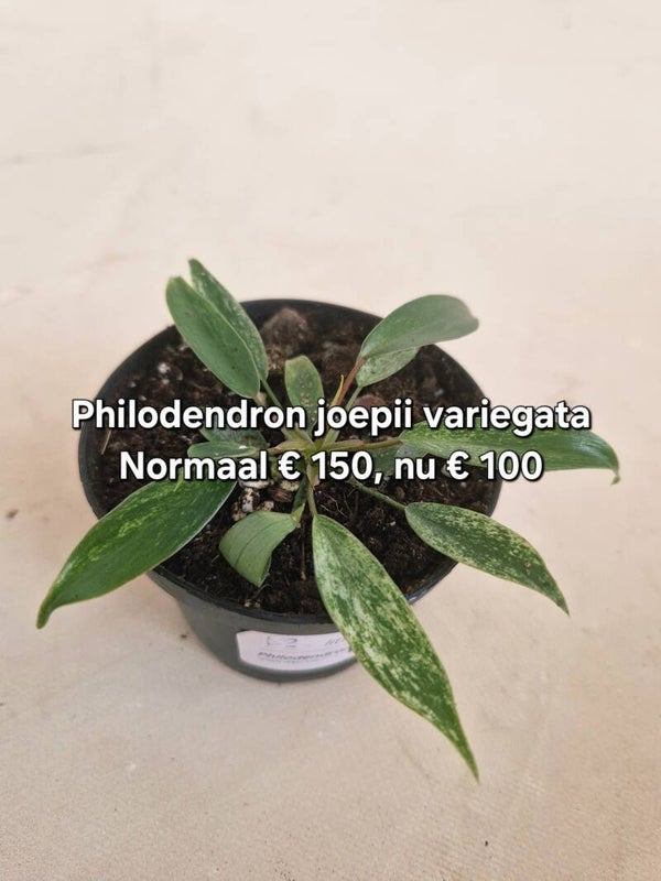 Philodendron Joepii Variegata