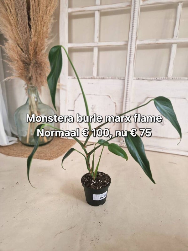 Monstera Burle Flame