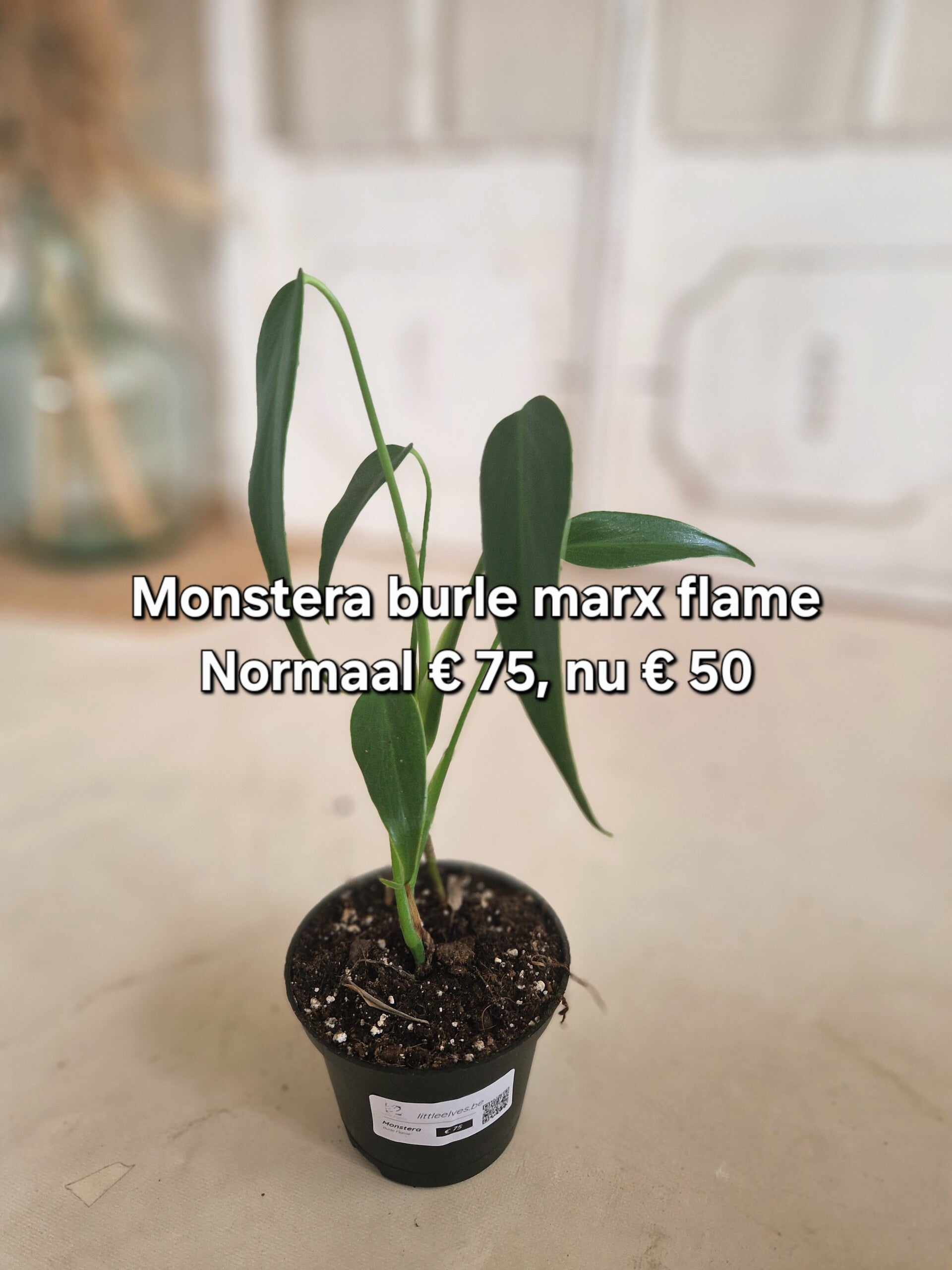 Monstera Burle Flame