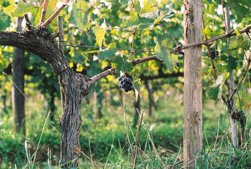 Tenuta Licinia