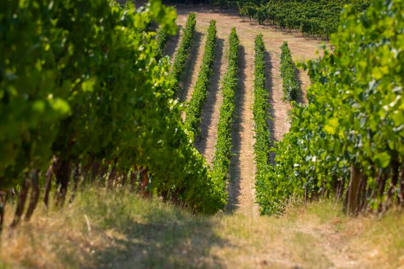 Verdicchio dei Castelli Di Jesi