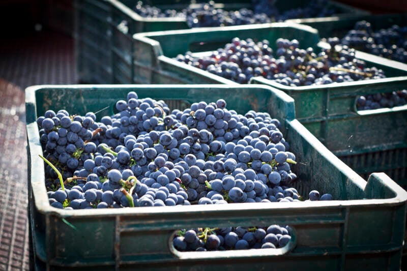 Cantina Vignaioli Scansano