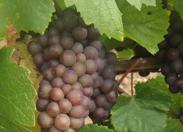 French Pinot Gris Club