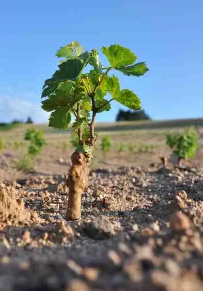 Domaine Sérol