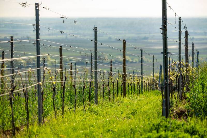 Domaine Fernand Engel