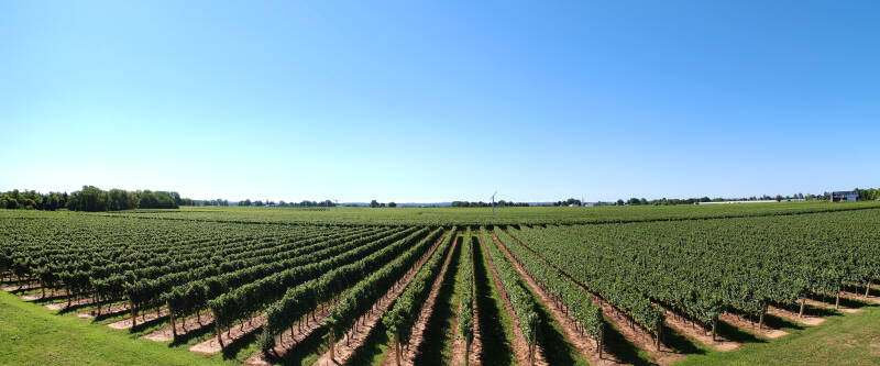 New York State Vineyards