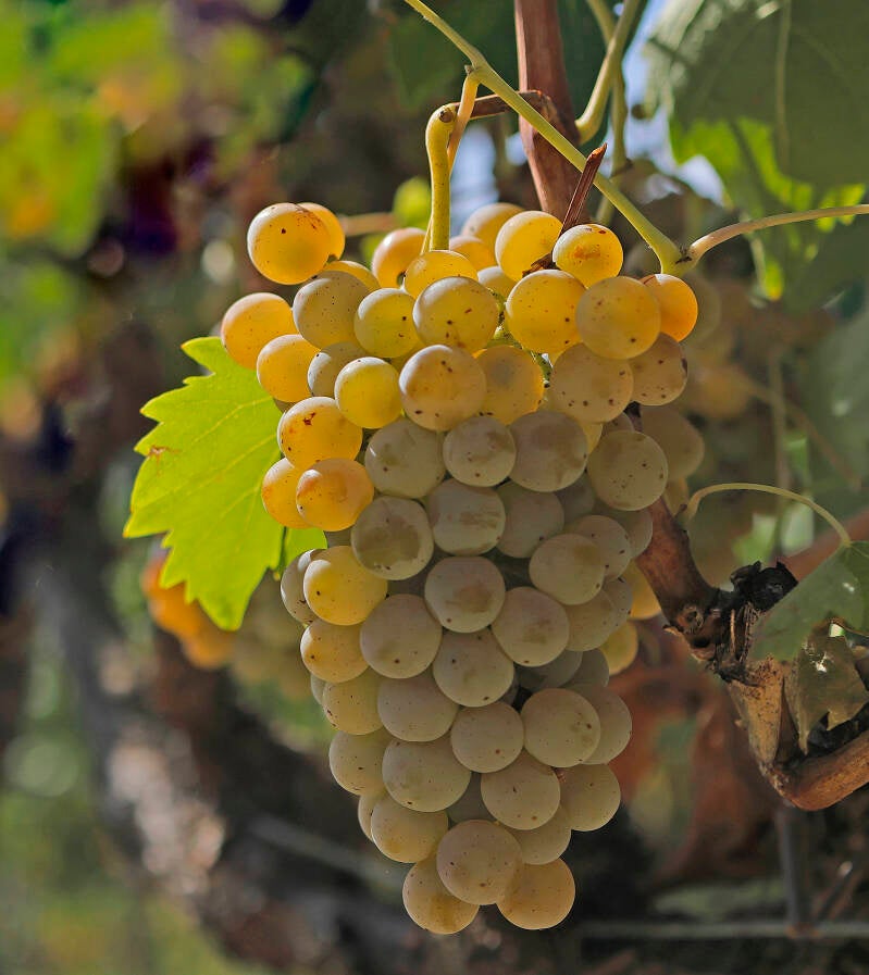 Vernaccia di San Gimignano