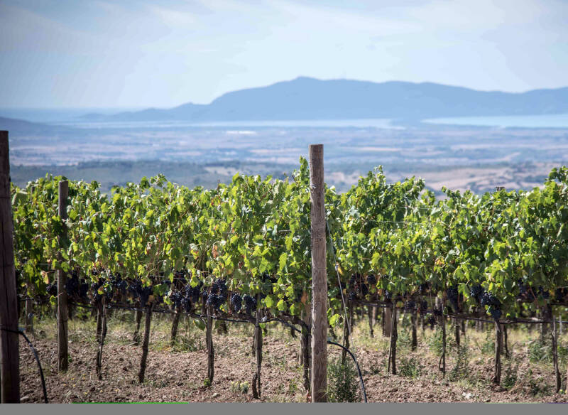 Cantina Vignaioli Scansano