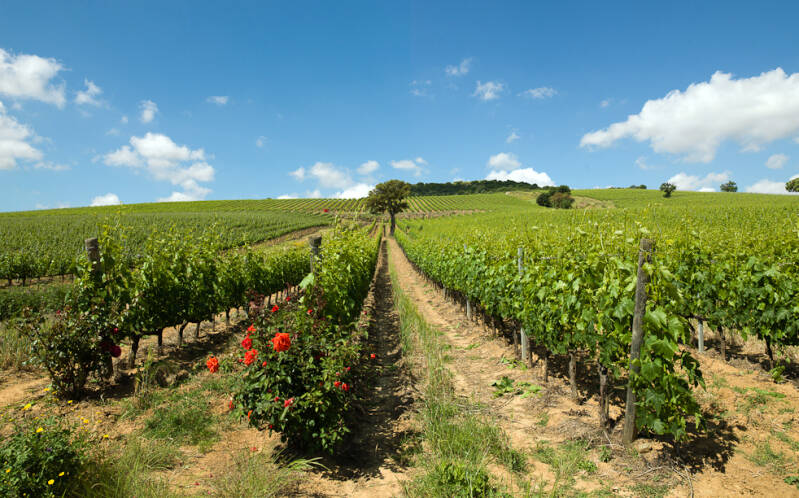 Cantina Vignaioli Scansano