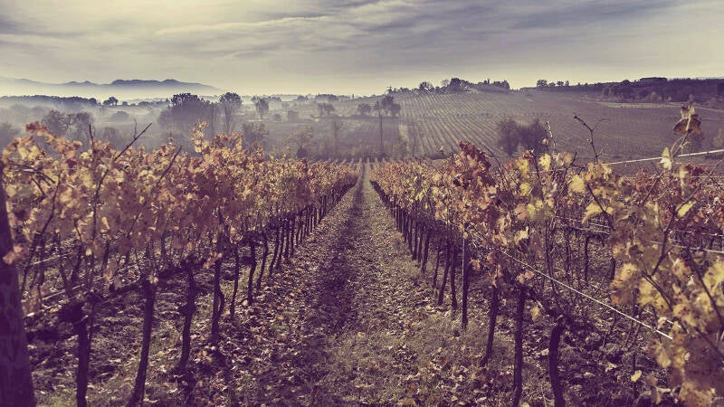 Tenuta Alzatura