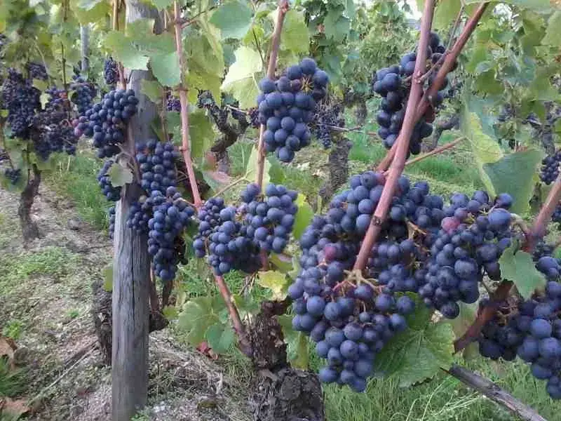Domaine Sérol