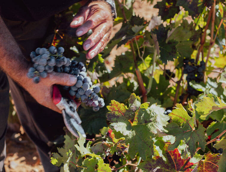 Bodegas Ateca, D.O. Calatayud