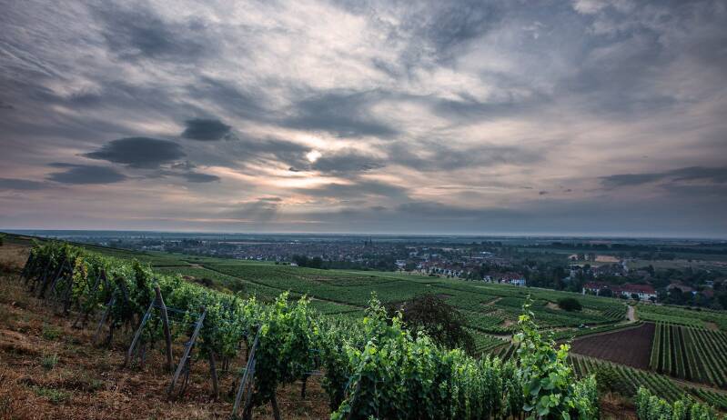 Alsace Grand Cru Vorbourg
