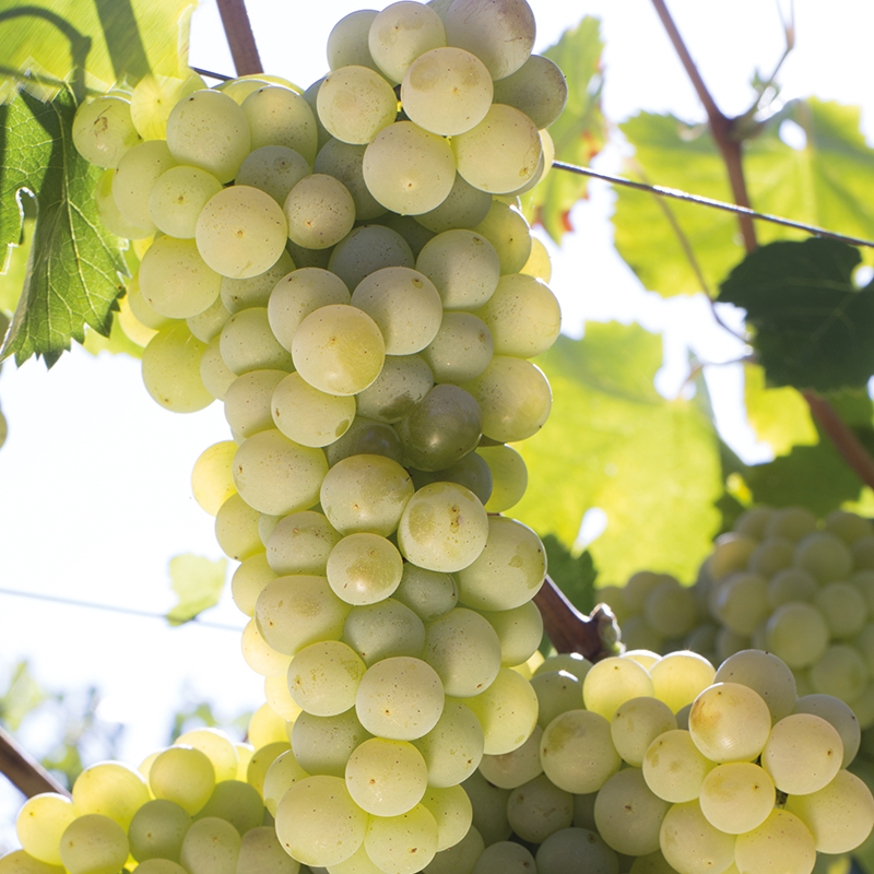 Verdicchio dei Castelli Di Jesi