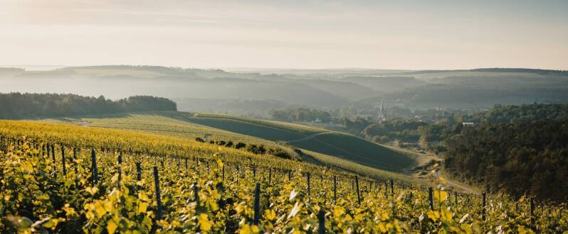 Domaine Alexandre Bonnet, Les Riceys