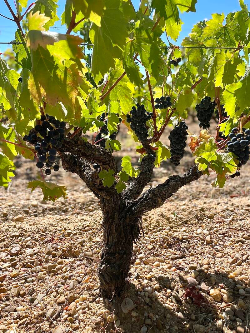 allejo, DO Ribera del Duero