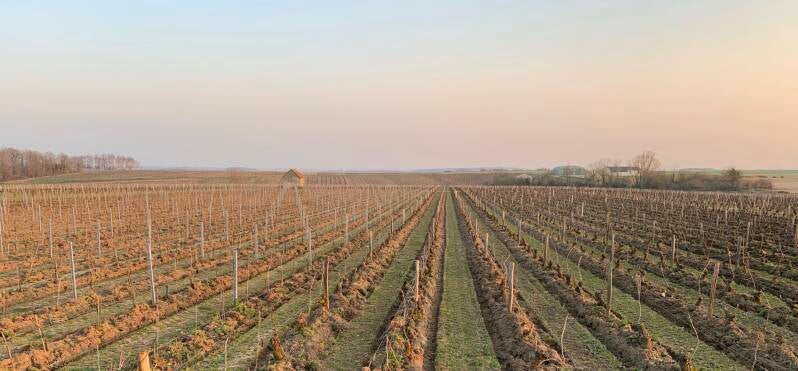 Domaine de la Pagerie, Reuilly